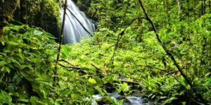 Biofílica Ambipar Environment conta com apoio da Plataforma SCCON na conservação da floresta Amazônica