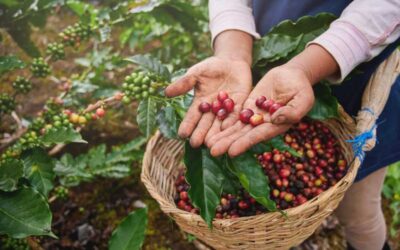 Motores elétricos facilitam a produção e cultivo do café