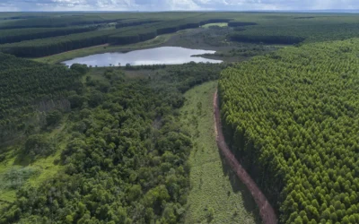 Conselho da Arauco aprova construção do Projeto Sucuriú